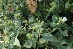 Thelepaepale ixiocephala